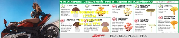 прущие крисы Тайга